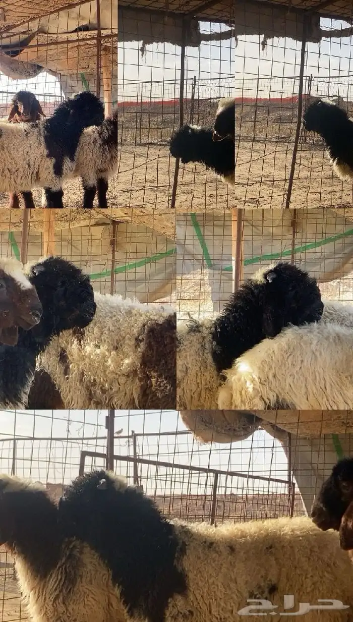مشروع فحل نعيمي صنف الصنف معرف تعريف قوي . 3