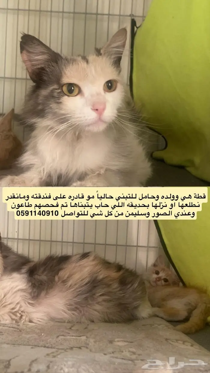 قطط للتبني 0