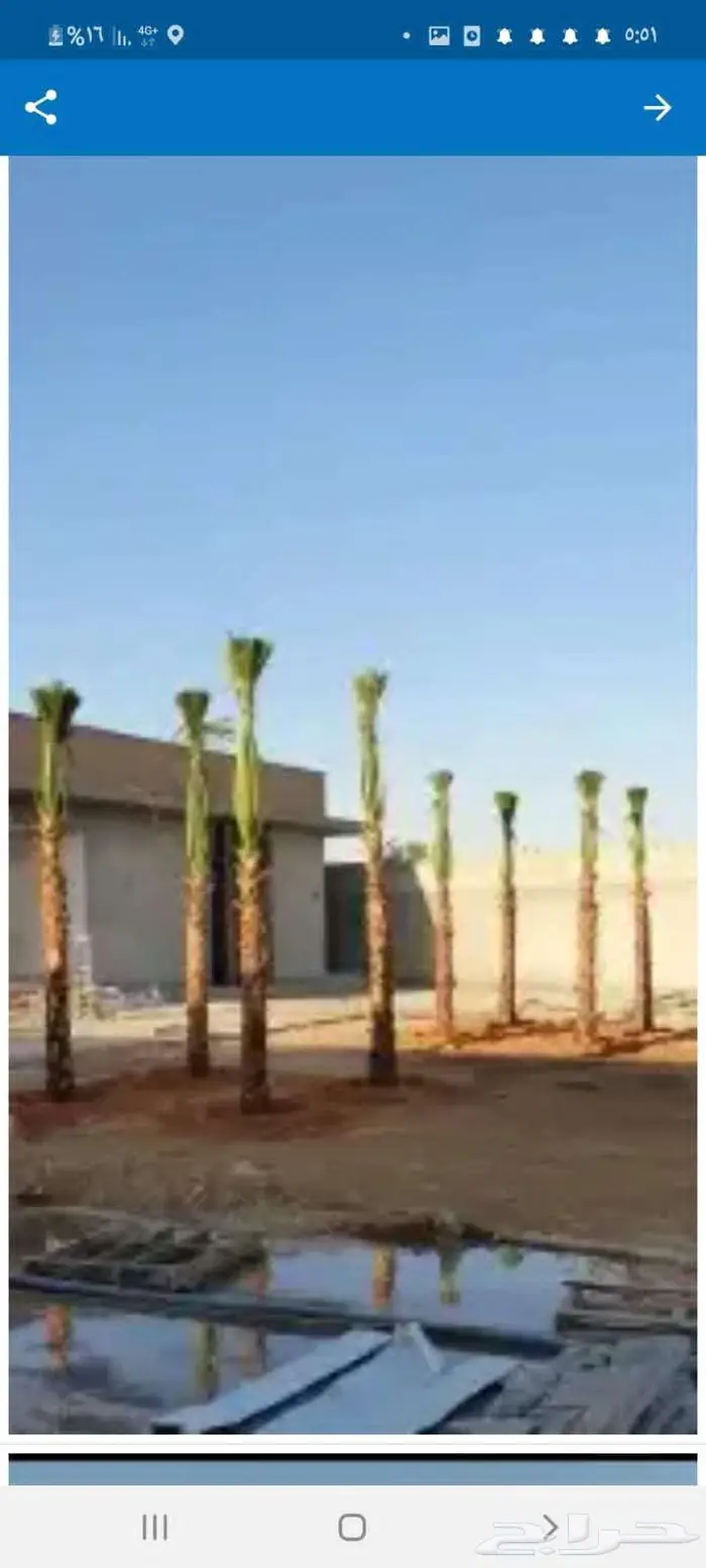 نخل واشنطني 10