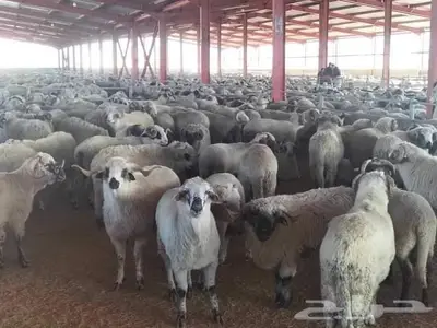 اضاحي في مكة العدد مفتوح 0