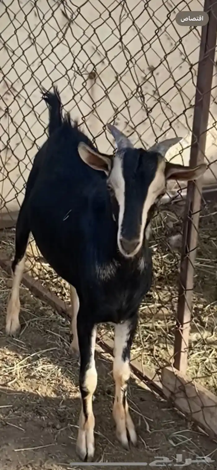 تيوس مشاريع فحول كفو معزى الحو 1