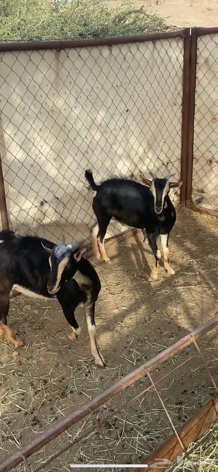 تيوس مشاريع فحول كفو معزى الحو 5