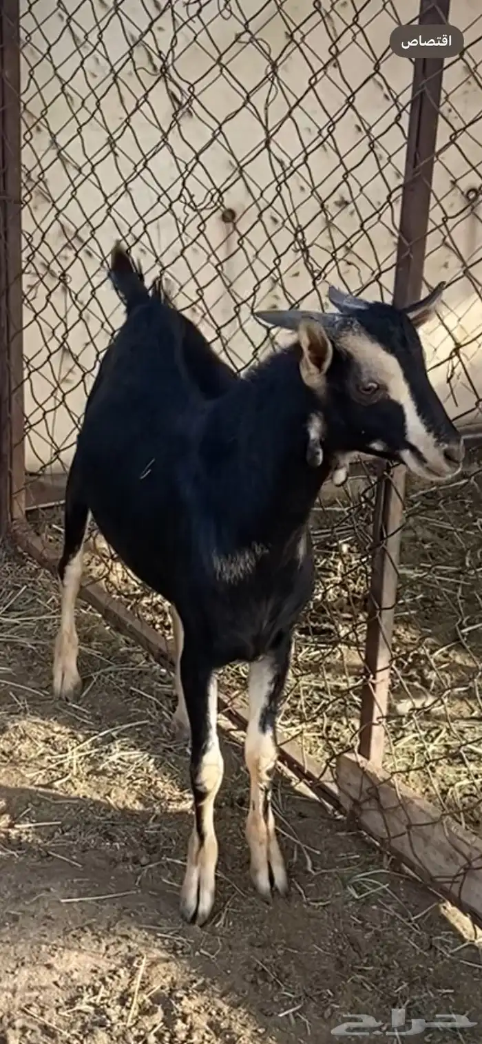 تيوس مشاريع فحول كفو معزى الحو 2