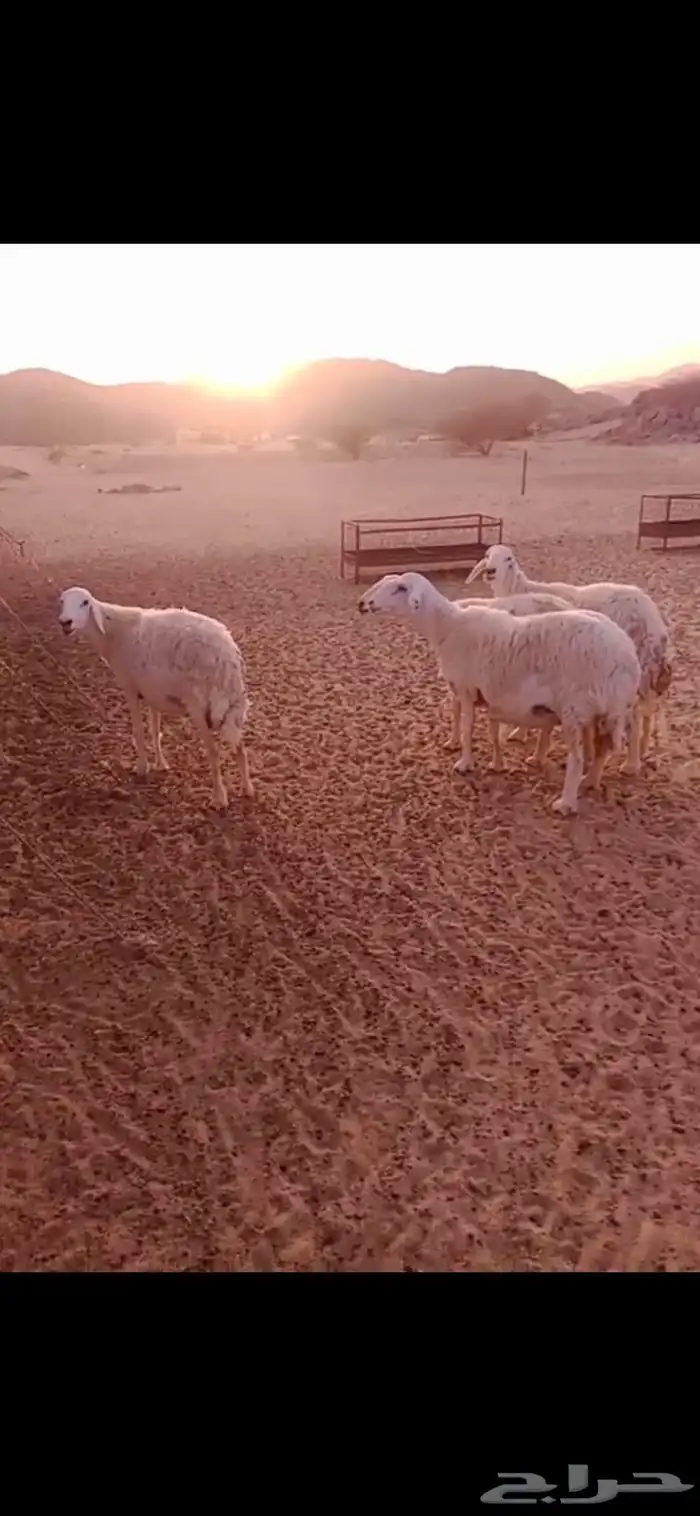 ضان حري 2