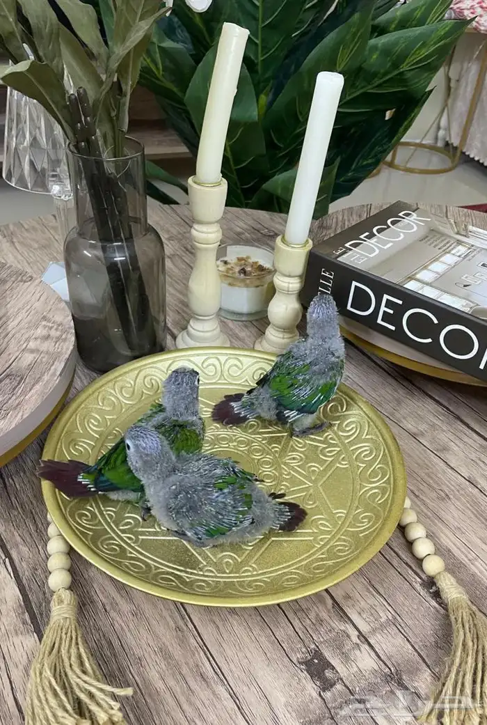 فروخ كنيور قرين شيك (( تم البيع )) 0