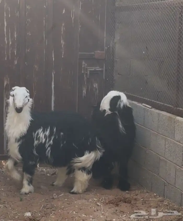 طليان نجد جذعان طيبة بالحيل 2