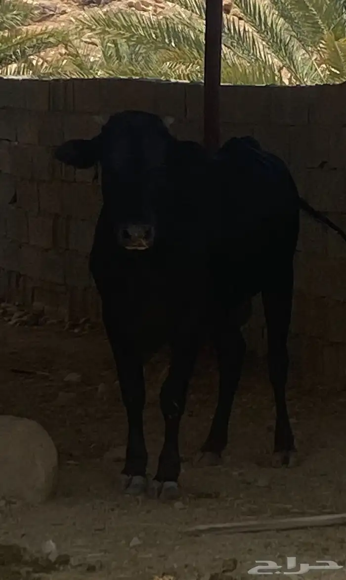 ثور فحل على جميع الشروط 1