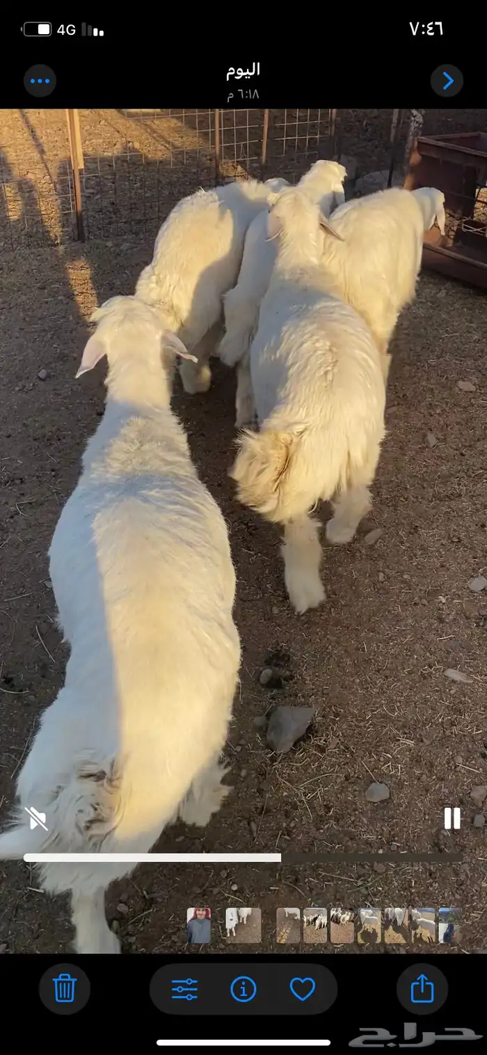 طليان حرية طيبه 0