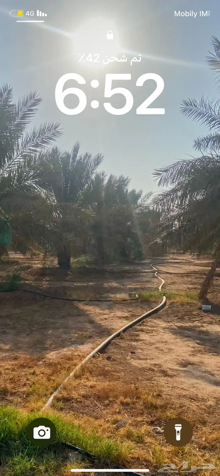 النخيل للبيع 1