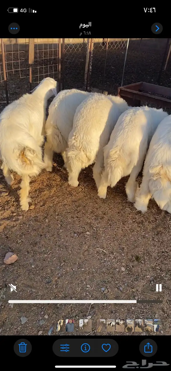 طليان حرية طيبه 1