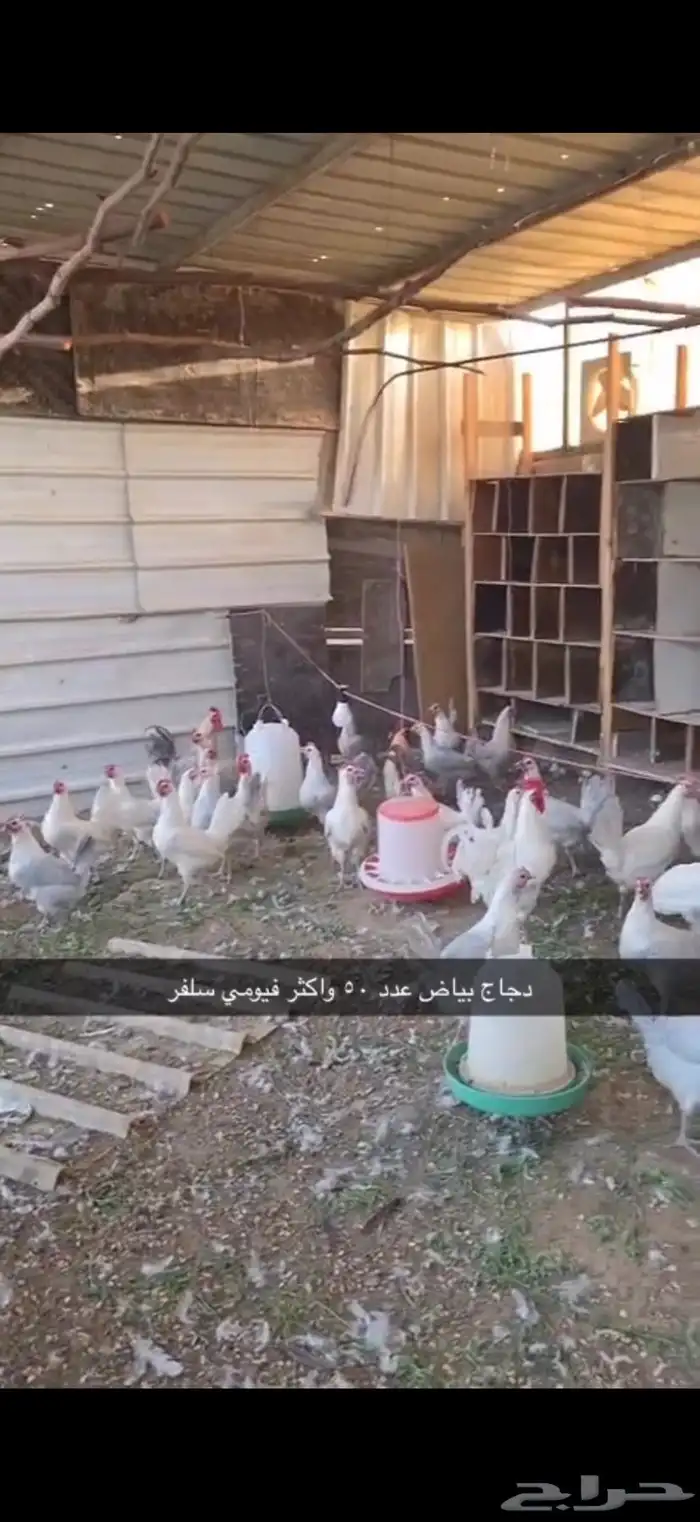 دجاج وصيصان للبيع 3