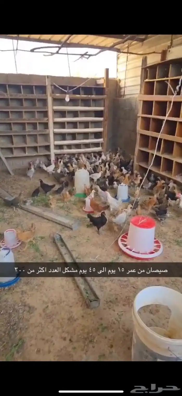 دجاج وصيصان للبيع 1