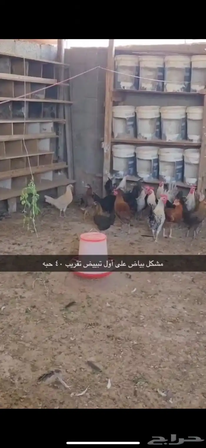 دجاج وصيصان للبيع 4