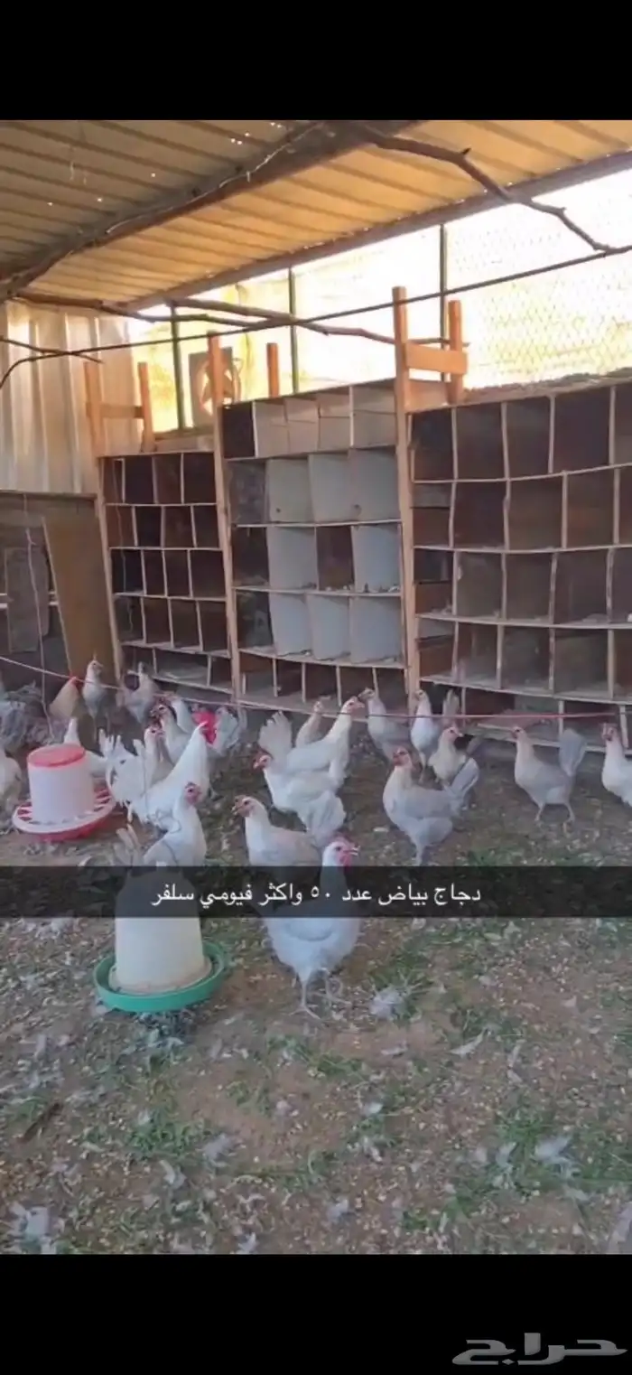 دجاج وصيصان للبيع 2