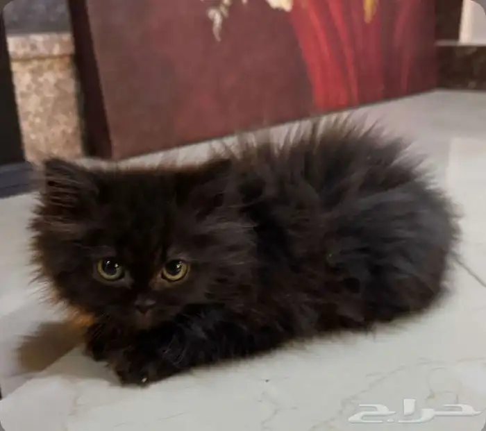 4قطط للبيع على السوم 0