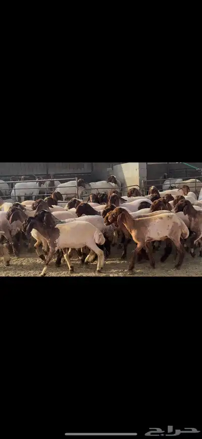 جذعات نعيم صنف . 10