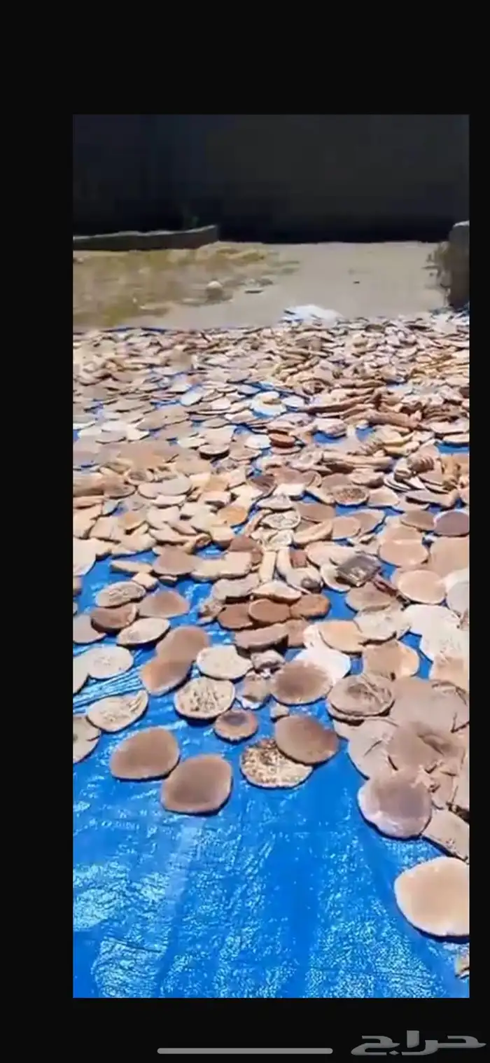 خبز اغنام. ناشف. نظيف على الشرط. في صامولي وشامي 0