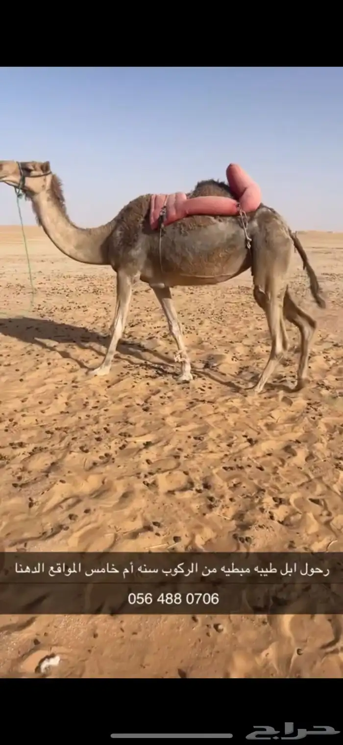 رحول ابل حمرا طيبه تم البيع 4