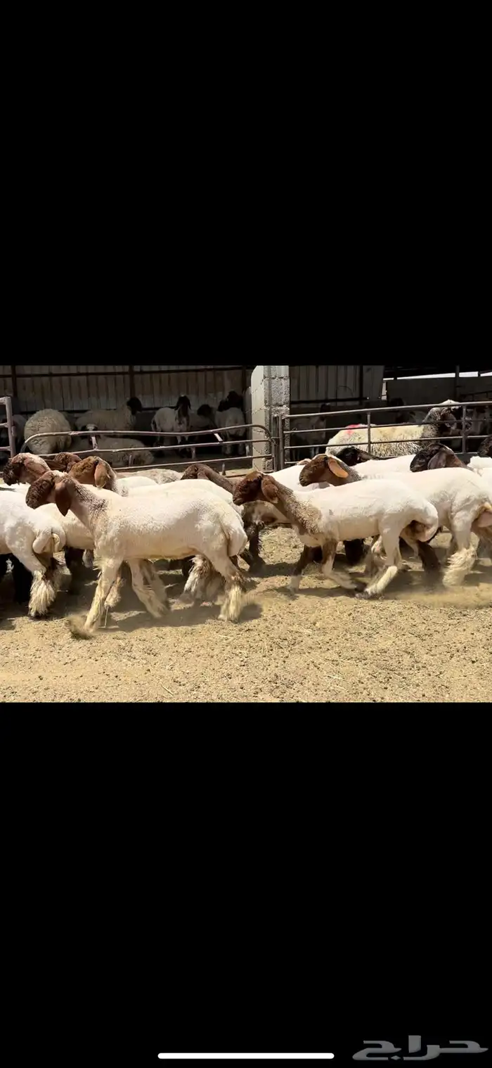 جذعات نعيم مقاني 6