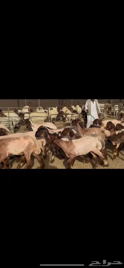 جذعات نعيم صنف . 3