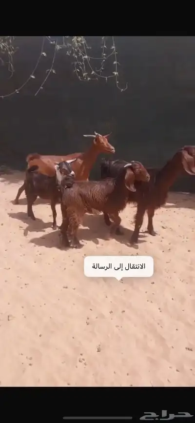 معزاء ولد 0