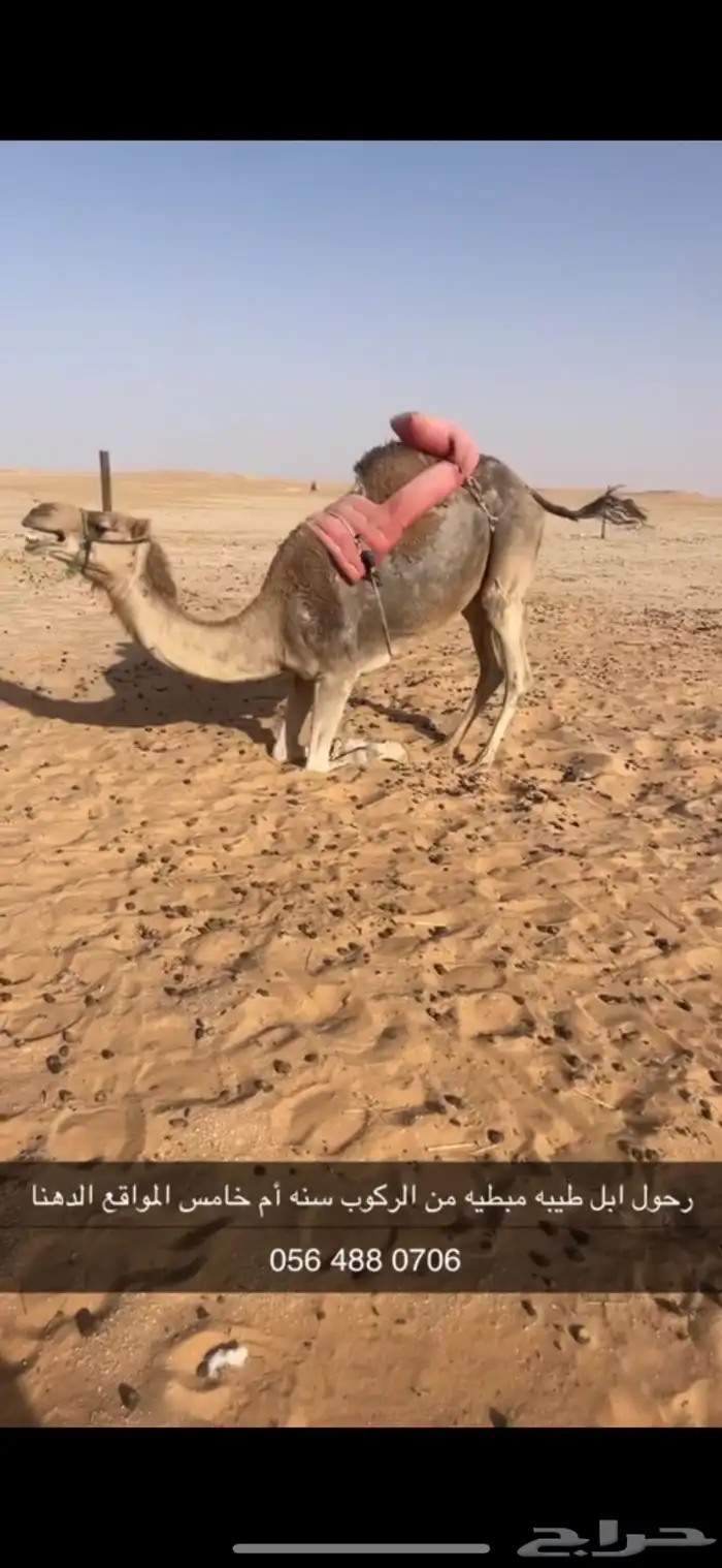 رحول ابل حمرا طيبه تم البيع 6