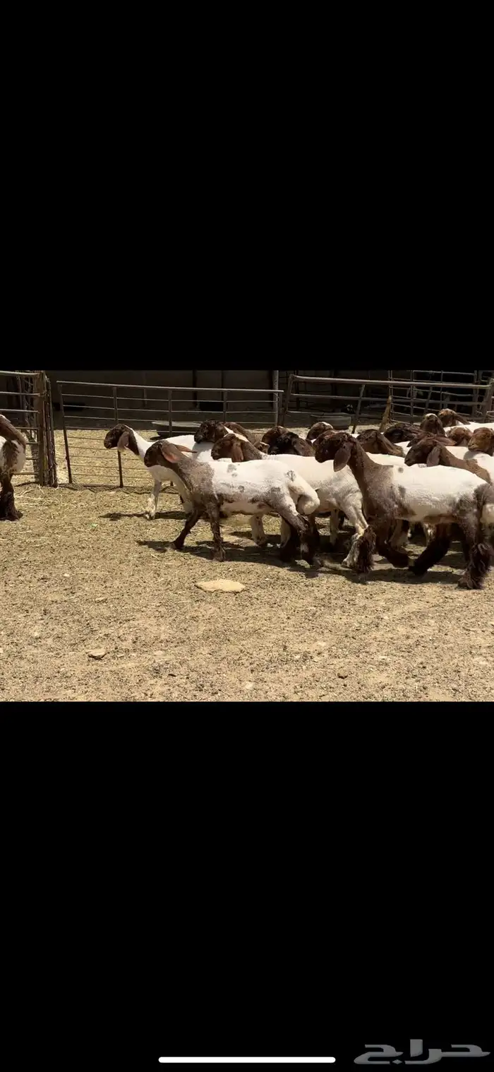 جذعات نعيم مقاني 2