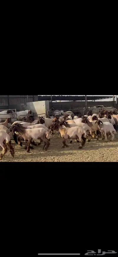 جذعات نعيم صنف . 12