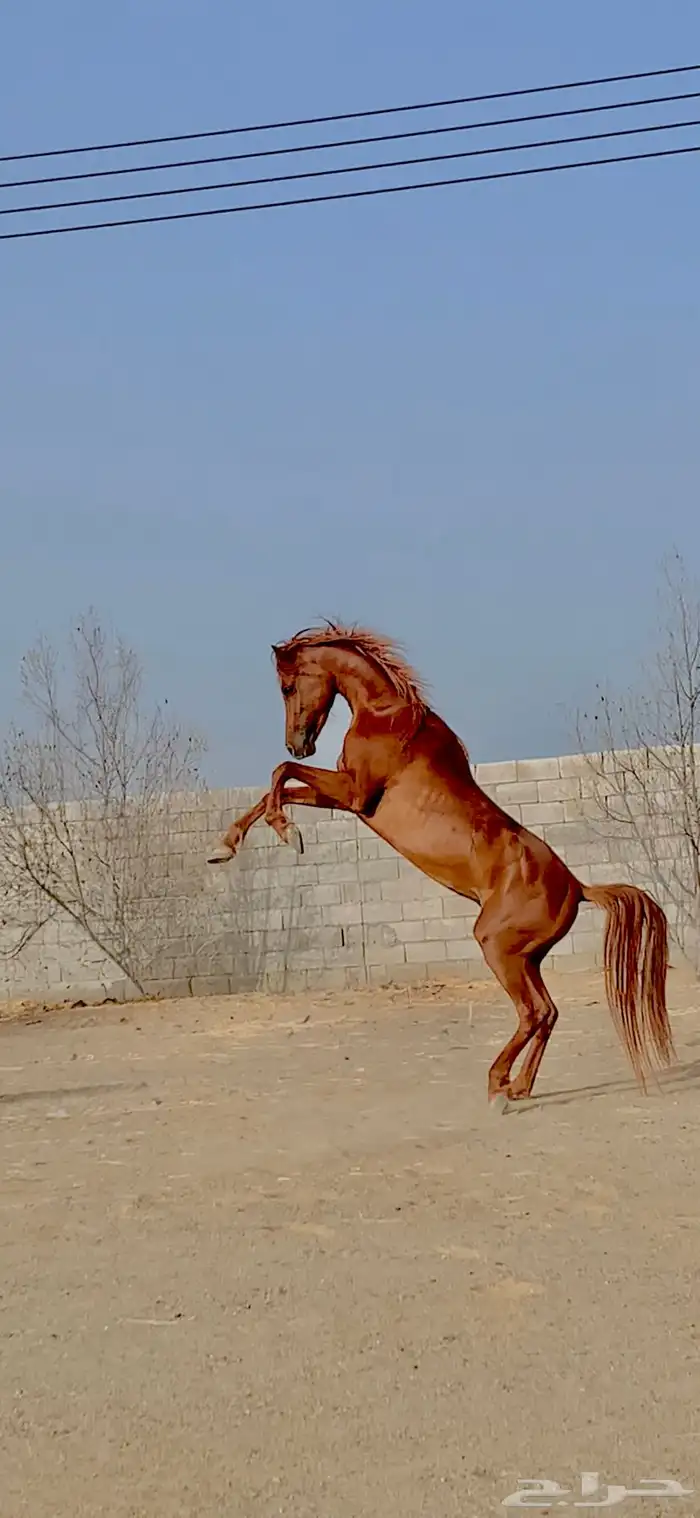 حصان شعبي للبيع 2