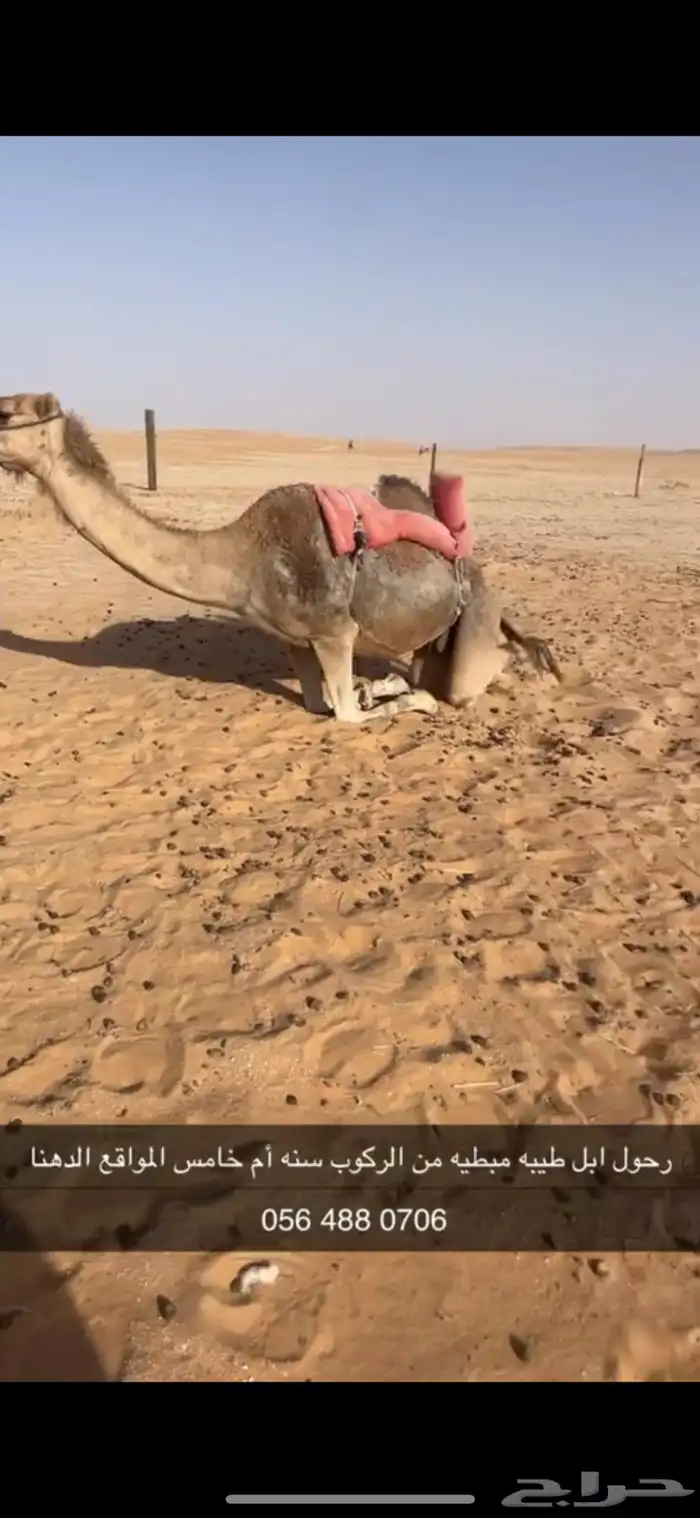 رحول ابل حمرا طيبه تم البيع 8