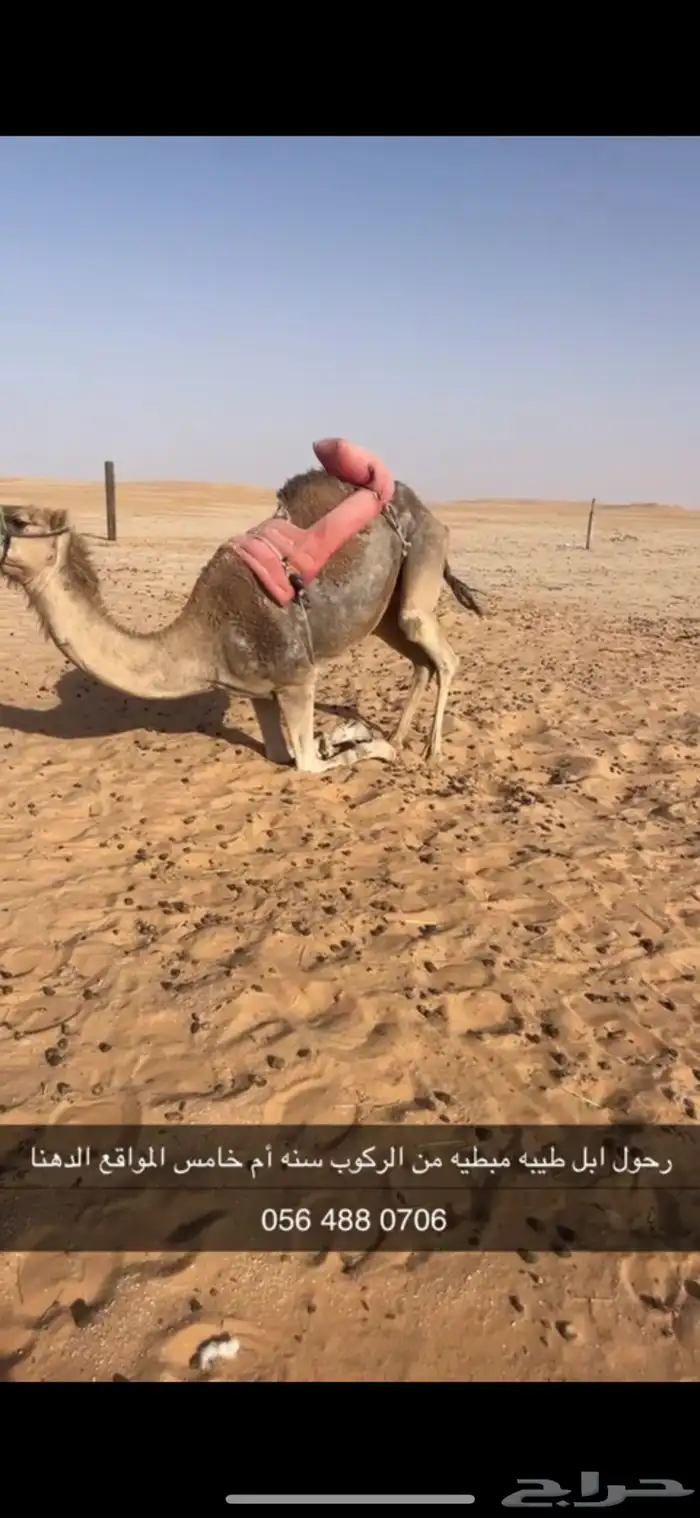 رحول ابل حمرا طيبه تم البيع 7