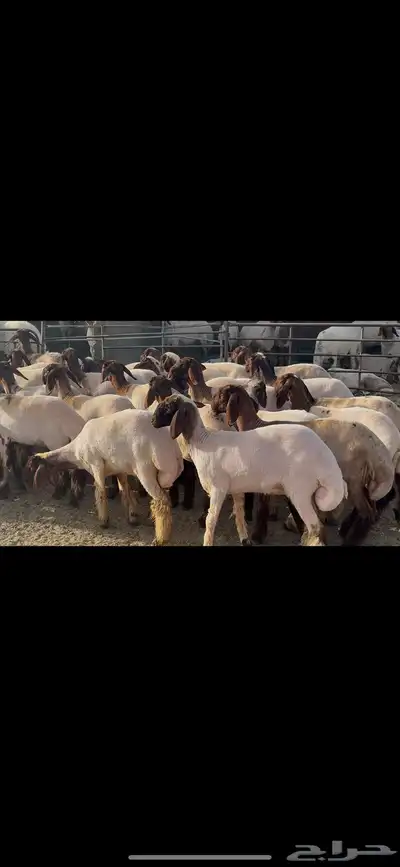 جذعات نعيم صنف . 5