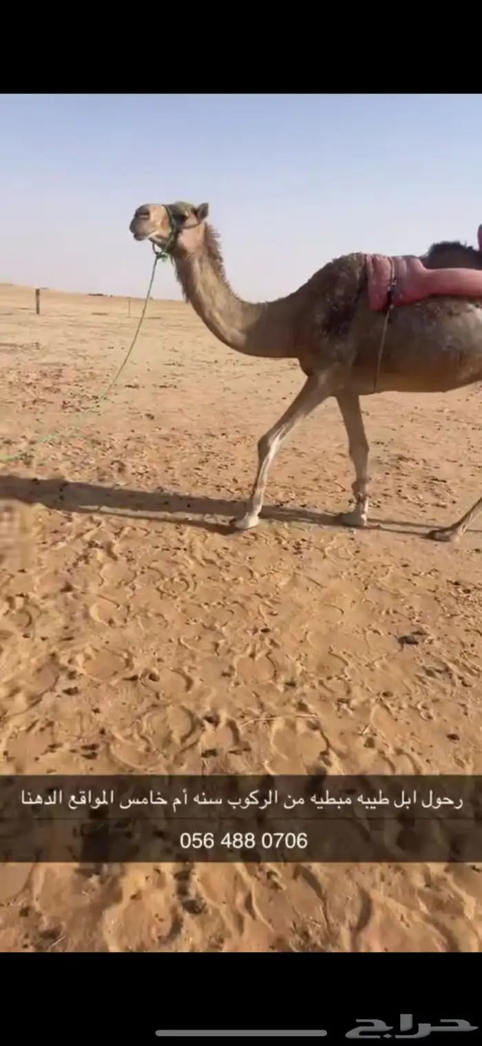رحول ابل حمرا طيبه تم البيع 1