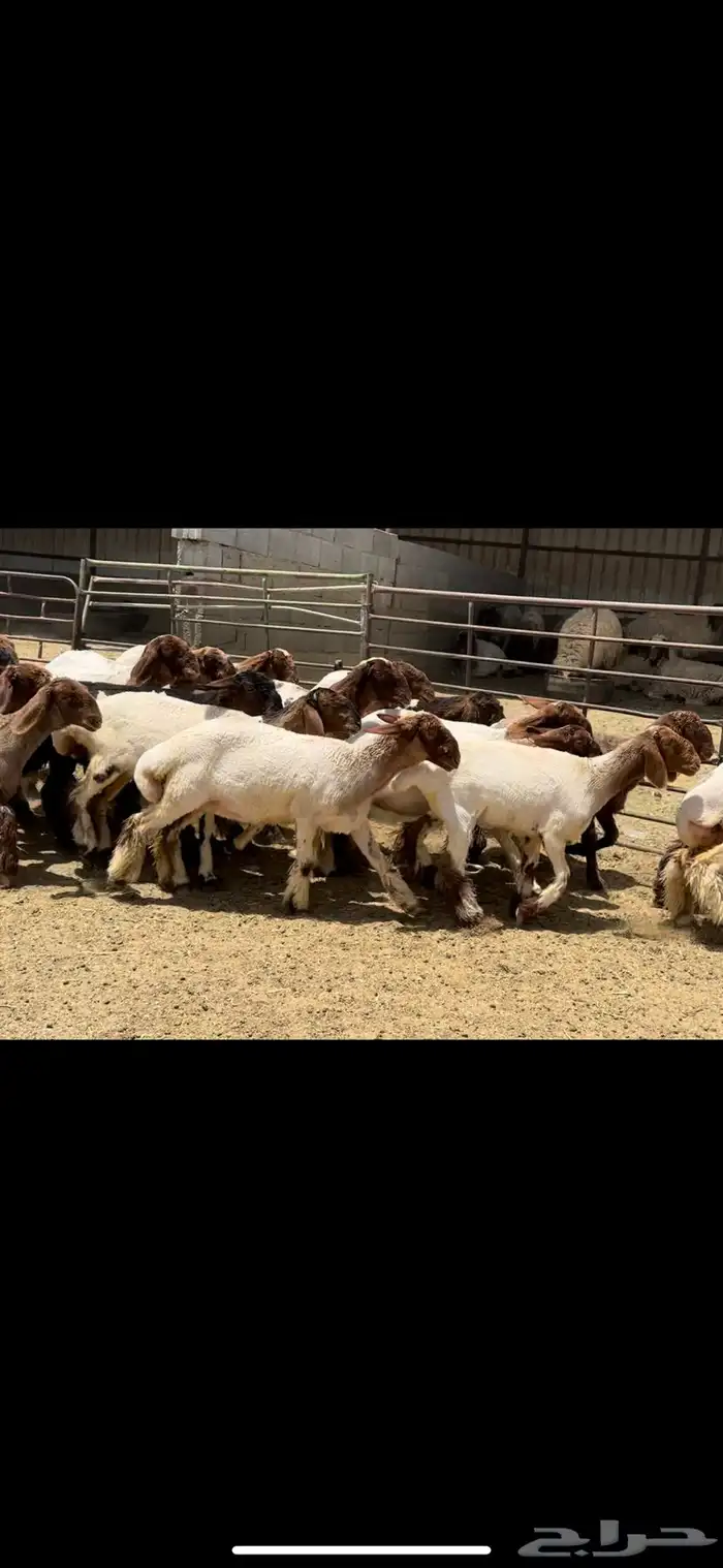 جذعات نعيم مقاني 3