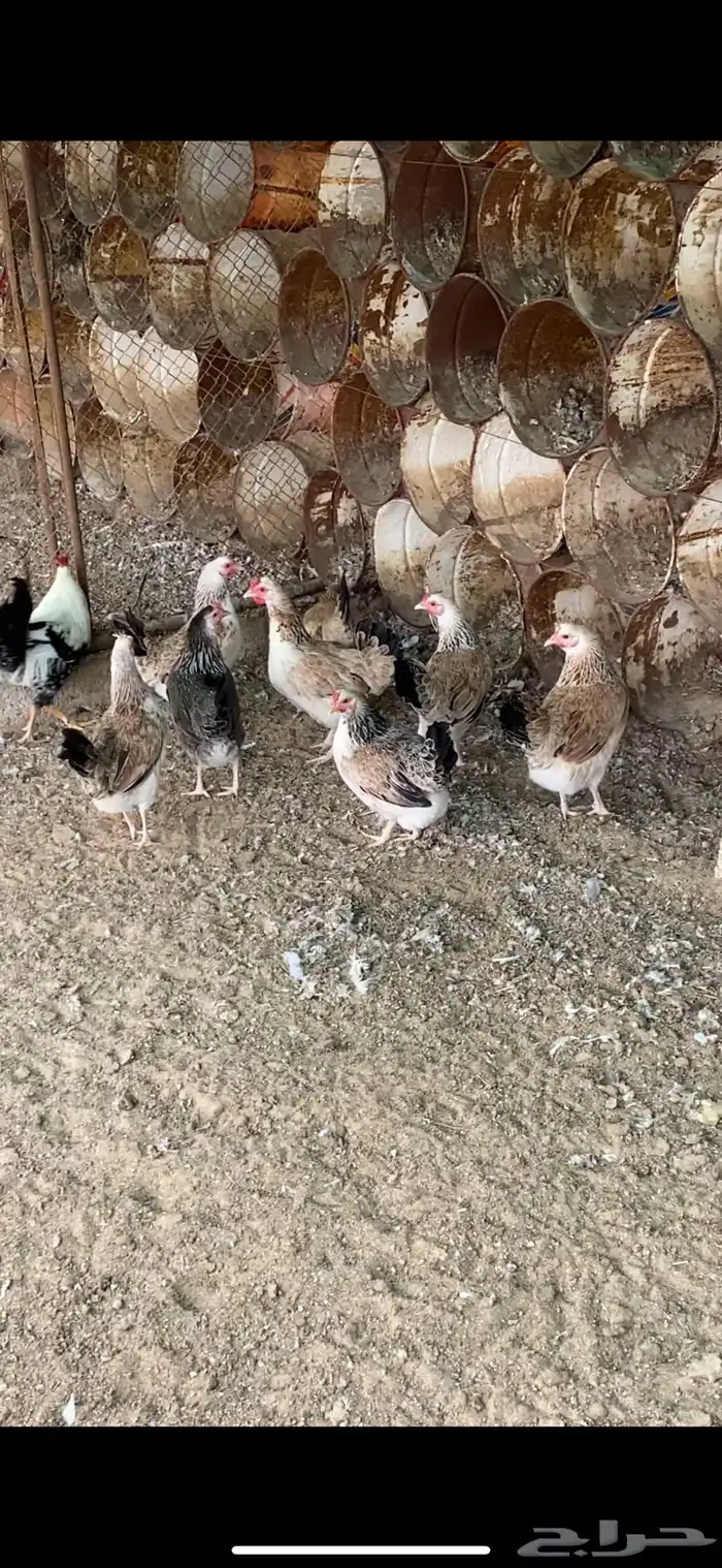 دجاج دندراوي العدد تقريبا  100 0