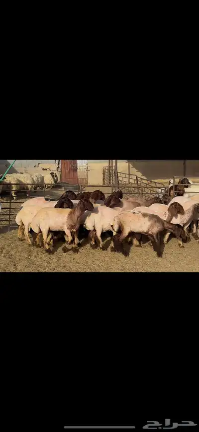 جذعات نعيم صنف . 1