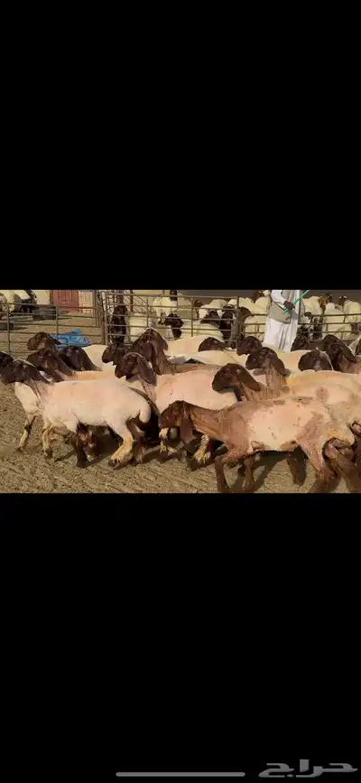 جذعات نعيم صنف . 0