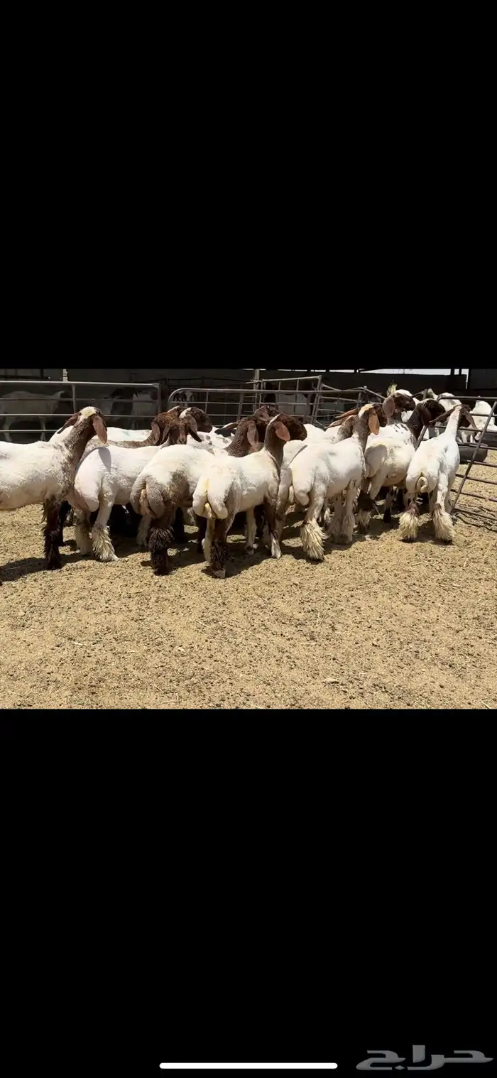 جذعات نعيم مقاني 1