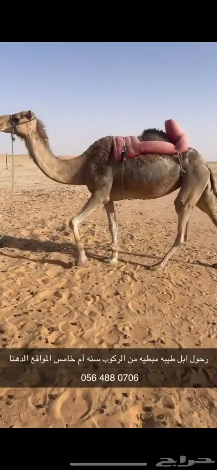 رحول ابل حمرا طيبه تم البيع 0
