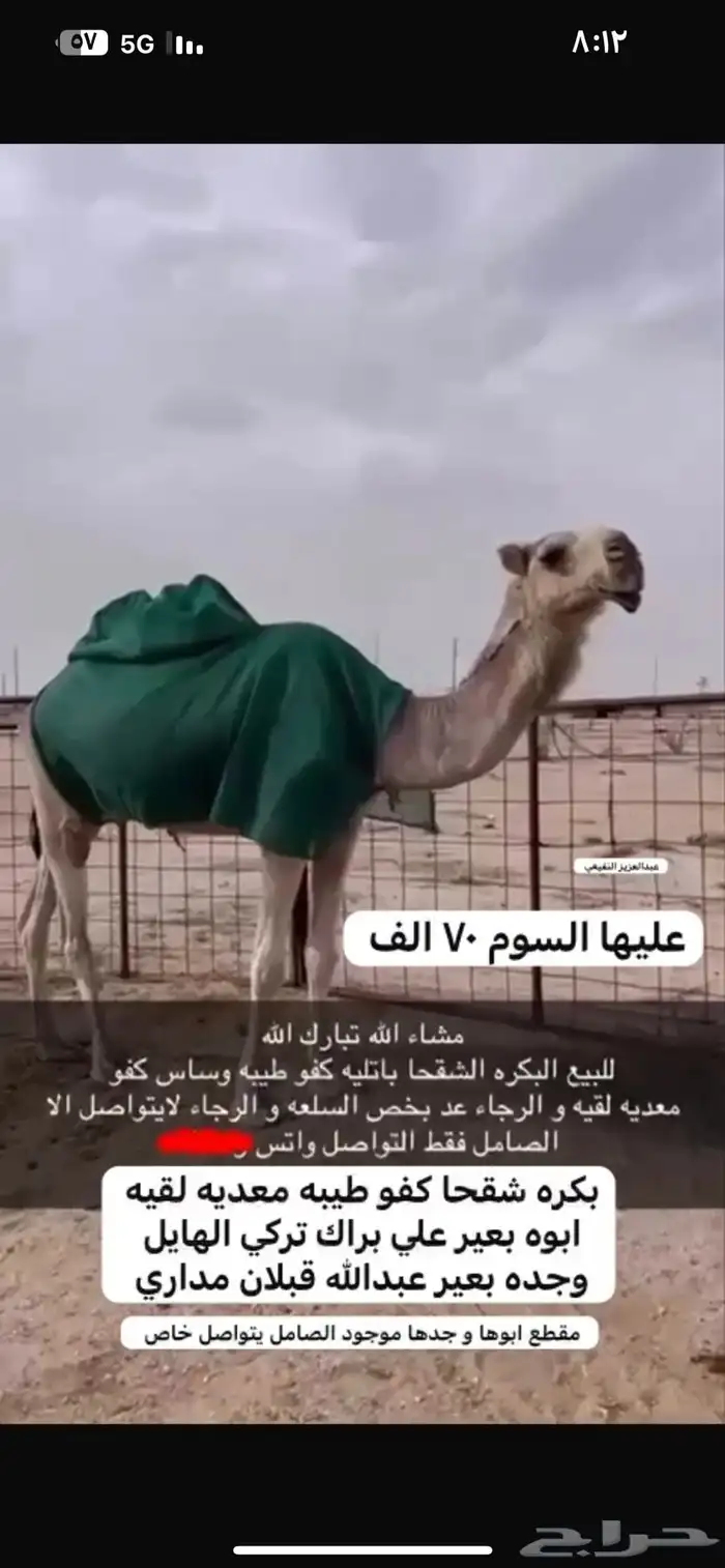 الابل 0