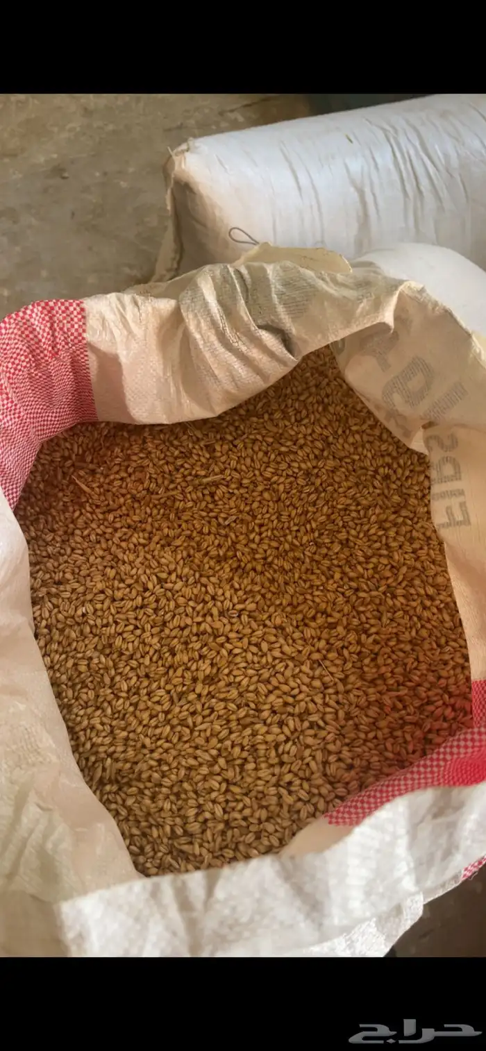 حب الديره حنطه عثري 0
