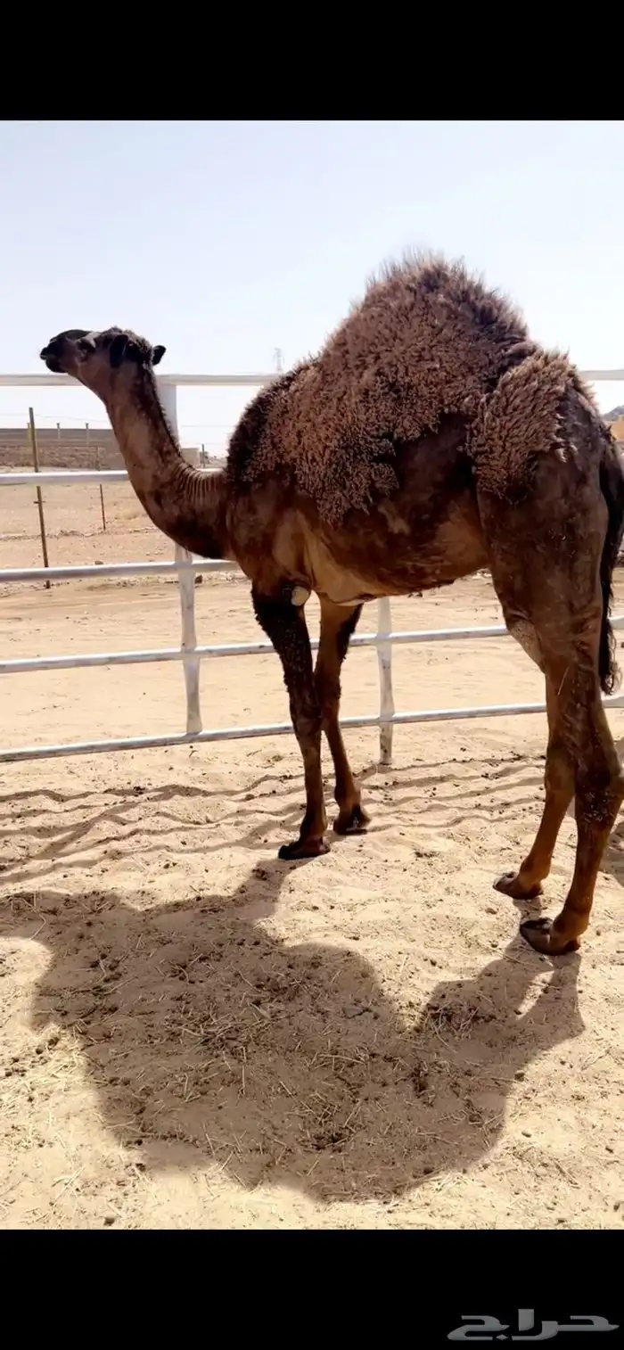 قعود مبدا ولا مناسبه 0