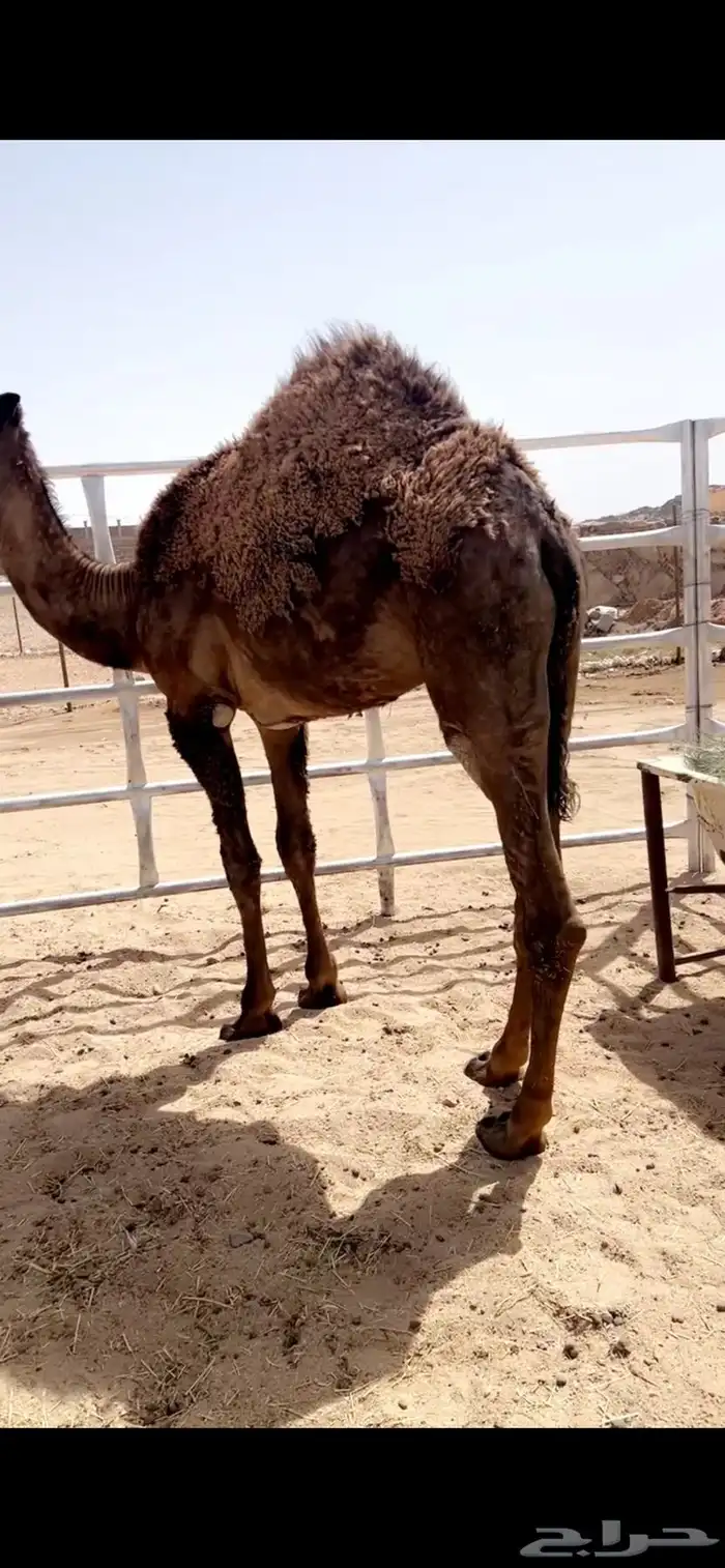 قعود مبدا ولا مناسبه 2
