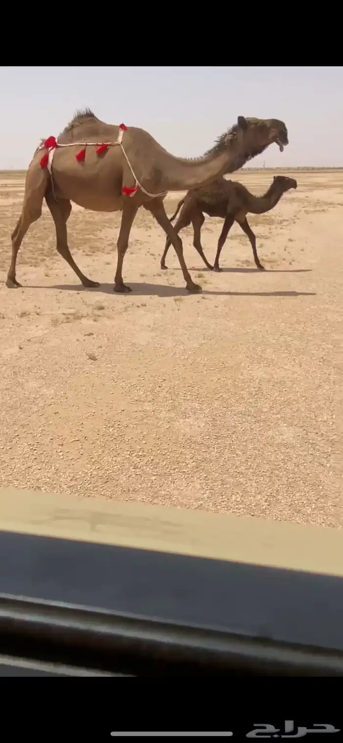 للبيع الصفرا ام البكره اثنو ينتها دبيانيه 0
