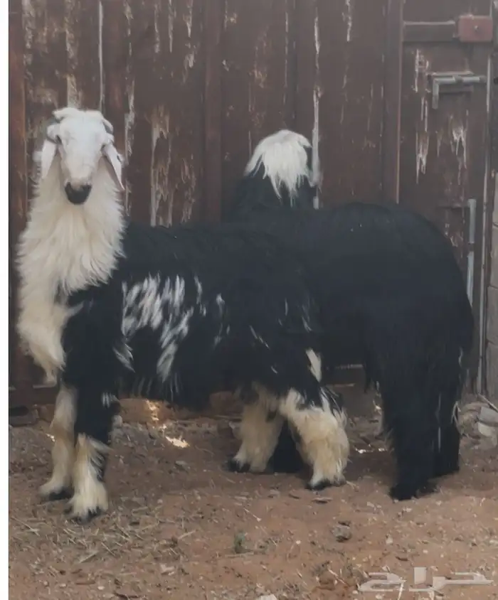 طليان نجد جذعان طيبة بالحيل 0
