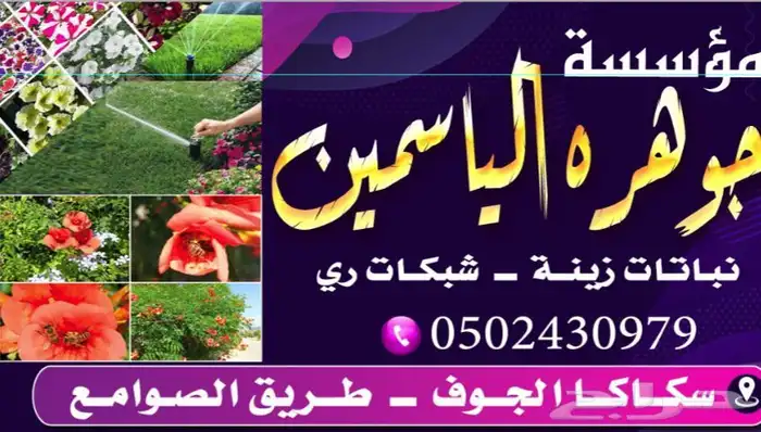 اسجار زيتون مثمرة 14