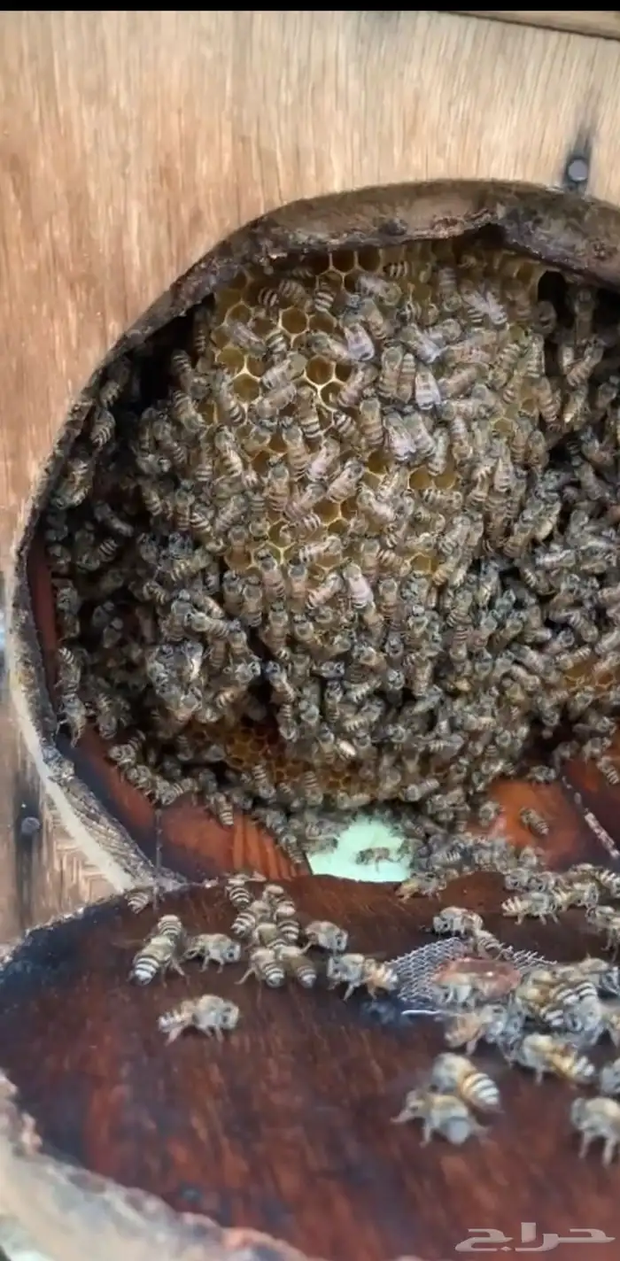 عسل جبلي جديد صافي من منحلي شخصيا 10