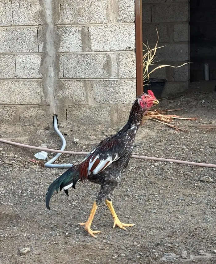ديك باكستاني 1