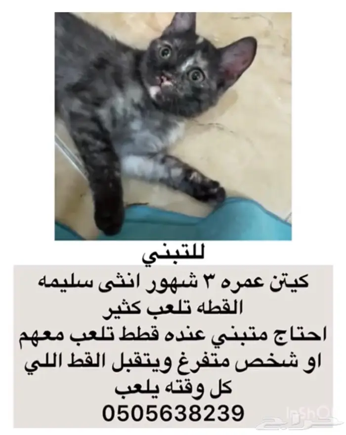 قطط للتبني 3