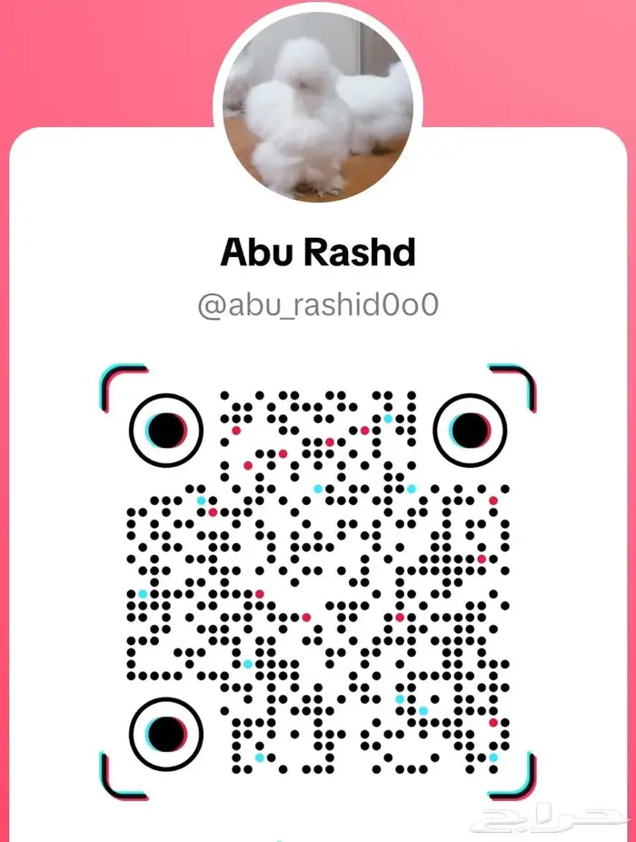 دجاج قطني طقم مستوى Top 1
